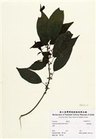 藏品(長梗紫麻)的圖片